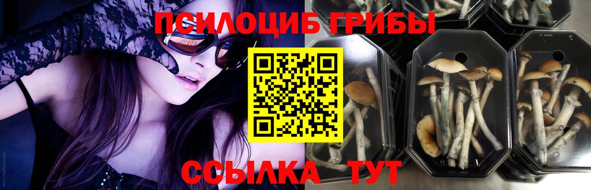 Псилоцибиновые грибы ЛСД  Галлюциногенные грибы ЛСД  Вход с VPN  закладки  Новый Уренгой 
